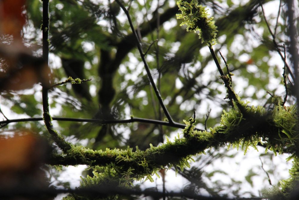 Close up of moss covered branches with intricate bokeh patterns behind it. from other branches and the sun. 