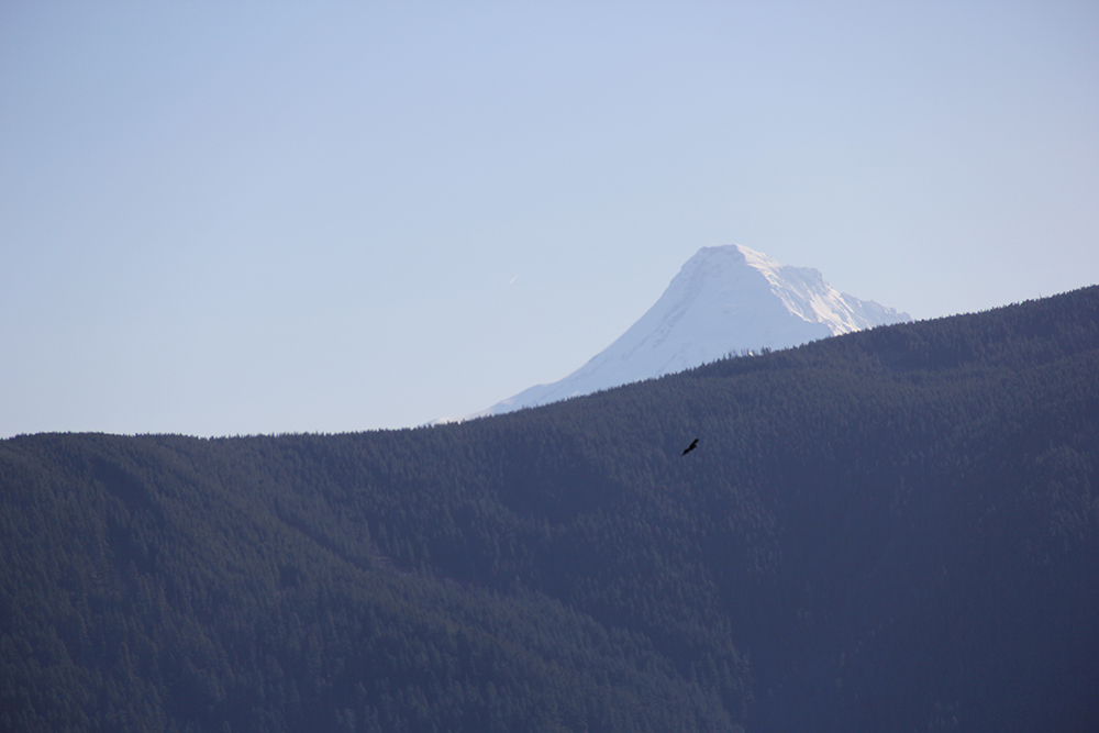 Mt. Hood, covered in snow, peaks over another mountain covered in green trees. 