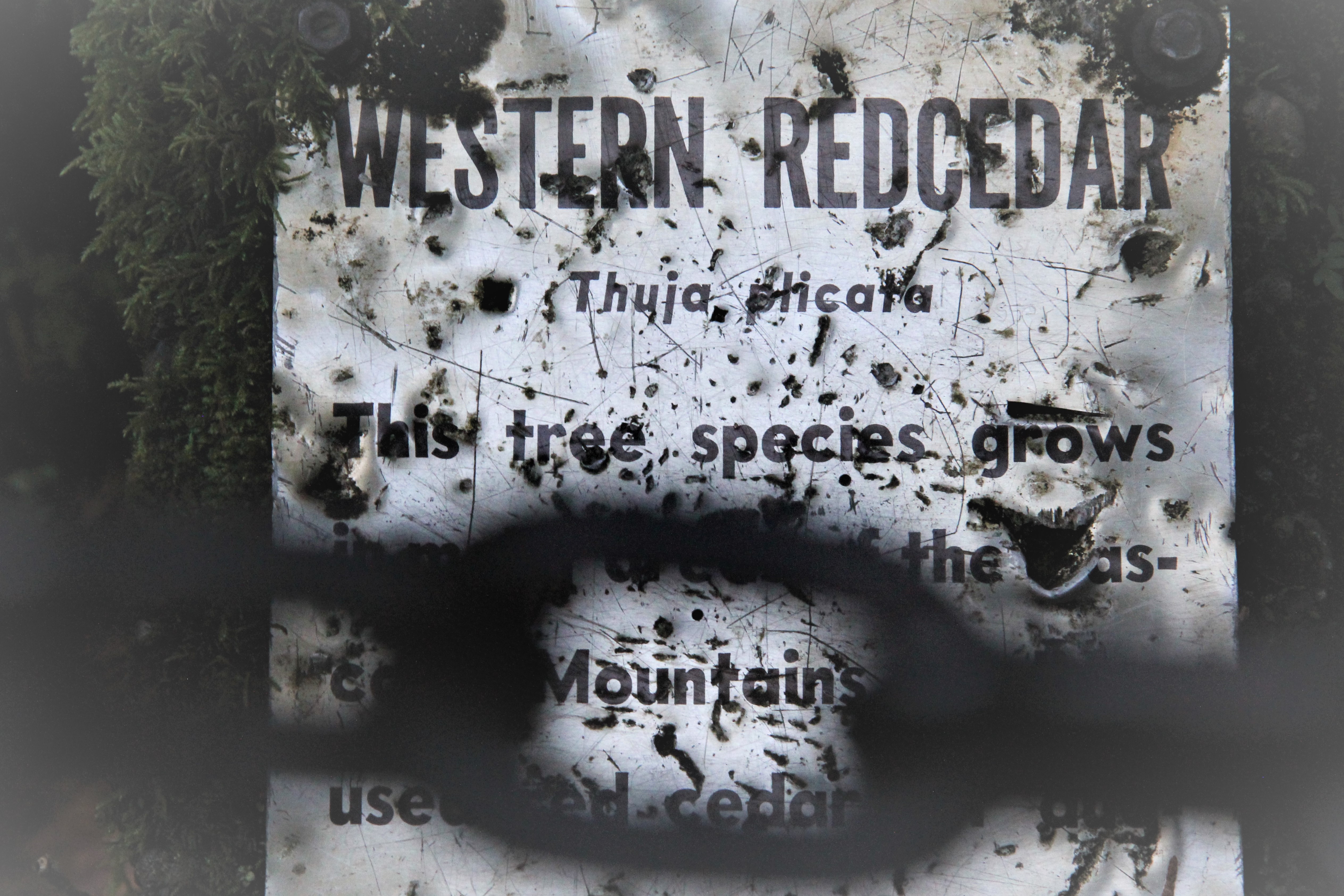Rusted metal sign appears to read "This tree species grows mountain" due to metal chain blocking parts of text.
